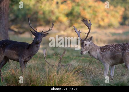 Deux cerfs de jachère debout dans le parc rural Dunham Massey dans le Cheshire en automne Banque D'Images