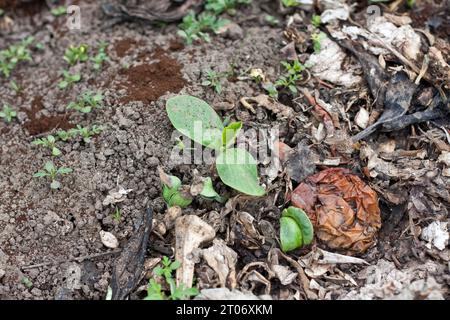 jeune plante poussant sur un tas de compost de déchets de cuisine pourris avec des déchets de fruits et légumes. Cycle de compostage et sol composté. Compos Banque D'Images