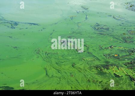 Eau verte dans le réservoir. Floraison saisonnière de l'eau dans la rivière. Les algues bleu-vert (Cyanobacteria) prospèrent en eau douce. Problème écologique. Banque D'Images