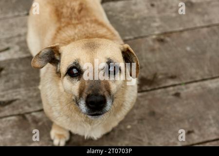Portrait de chien regardant vers le haut, les oreilles levées et écoutant. chien domestique de taille moyenne assis sur le plancher en bois. Vue de dessus. journée mondiale des animaux, national mutts d Banque D'Images
