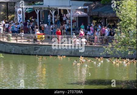 Moscou, Russie - 28 juillet 2023. Un troupeau de canards dans l'étang du zoo de Moscou. Banque D'Images