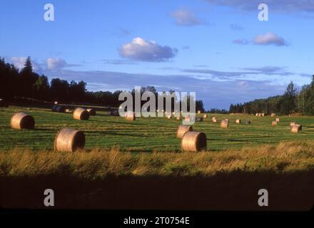 Balles roulées de foin sous le soleil d'été de fin d'après-midi dans un champ à Mariefred, Suède, Europe Banque D'Images