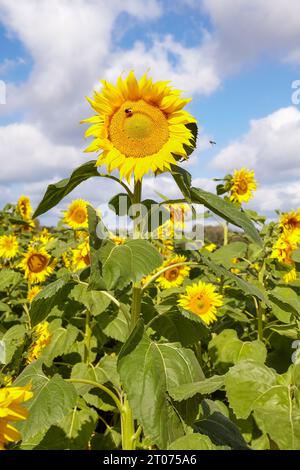 Tournesols contre le ciel, mise au point sélective. Banque D'Images