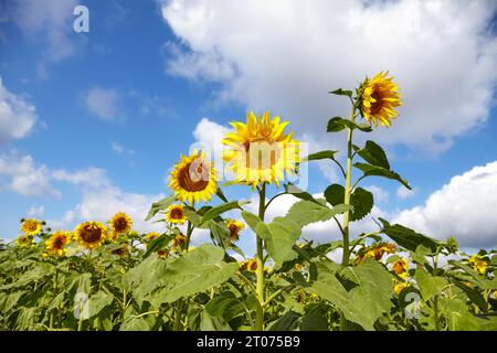 Tournesols contre le ciel, mise au point sélective. Banque D'Images