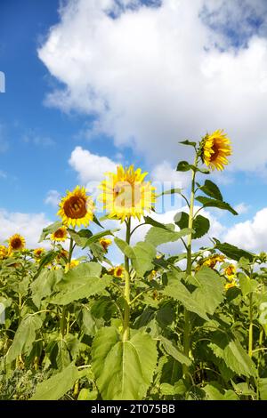 Tournesols contre le ciel, mise au point sélective. Banque D'Images