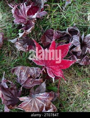 Gros plan d'une feuille d'érable rouge vif ses extrémités couvertes de gel dans de l'herbe couverte de gel et entourées d'un motif de feuilles givrées mortes. Banque D'Images