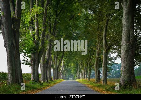 Avenue étroite avec des rangées de vieux tilleuls de chaque côté, plantation traditionnelle pour protéger du vent et du soleil sur une route de campagne historique en Allemagne du Nord, Banque D'Images
