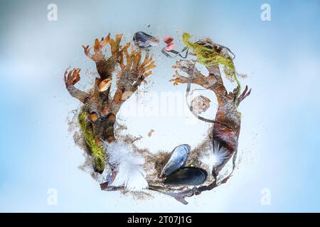 Composition d'algues, coquillages, sable et marchandises échouées en forme d'anneau sur un fond bleu clair, concept pour la protection de l'environnement de la vie marine i Banque D'Images