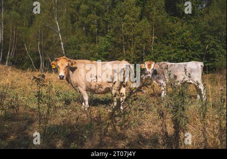 Le Busha est une race ou un groupe de races de petits bovins à cornes courtes répartis dans le sud-est de l'Europe Banque D'Images