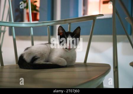 Adorable et beau chaton errant allongé sur un siège à Keflaos, Kos, Grèce Banque D'Images