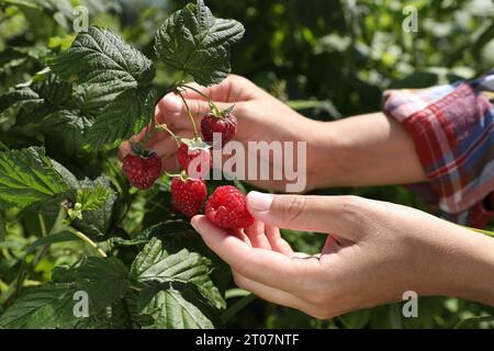 Femme cueillant des framboises mûres dans le buisson à l'extérieur, gros plan Banque D'Images