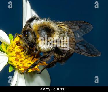 abeille coupeur de feuilles recueillant le pollen de fleur jaune et blanche. Banque D'Images