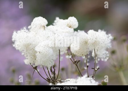 Anémone hupehensis têtes de graines d'amande japonaise avec leurs touffes blanches moelleuses distinctives Banque D'Images