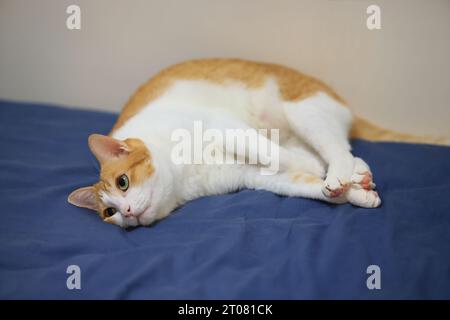 chat gingembre à la maison ayant une sieste dans l'après-midi Banque D'Images