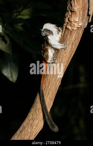 Portrait d'un tamarin en coton moelleux dans un arbre avec une longue queue noire Banque D'Images