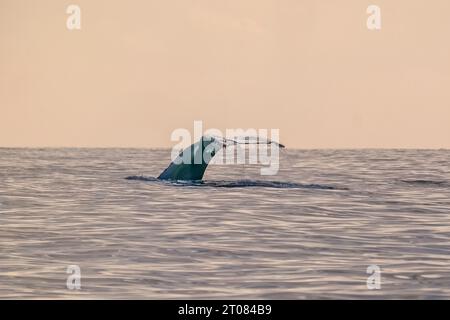 Vie sur le lagon de Mayotte Océan Indien Banque D'Images