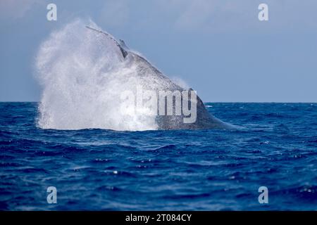 Vie sur le lagon de Mayotte Océan Indien Banque D'Images