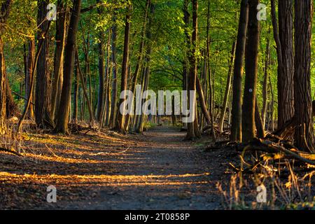 Long chemin de randonnée dans une forêt avec fin d'après-midi soleil doré d'automne sur le côté. Banque D'Images