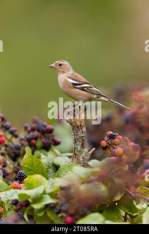 Coelebs fringilla, mâle immature perché sur souche chez Bramble Rubus fruticosus, avec mûres, Suffolk, Angleterre, septembre Banque D'Images