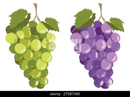 Raisins noirs et blancs isolés sur fond blanc. Vector défini dans le style plat. Baies violettes mûres et vertes pour le vin. Emblème pour cave, menu, j Illustration de Vecteur