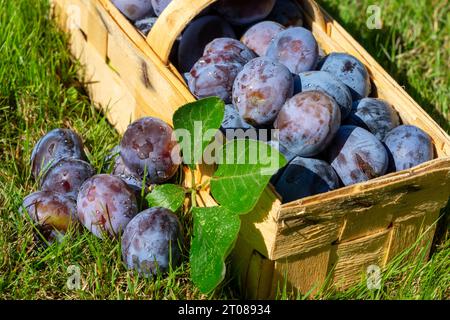 prunes dans un panier dans le jardin Banque D'Images