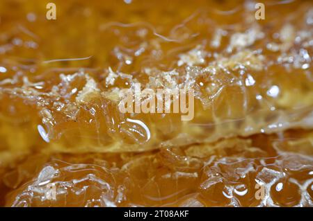 Cellules hexagonales en nid d'abeille avec du miel qui tiennent les oeufs de la reine abeille et emmagasiner le pollen et le miel que les abeilles ouvrières apportent à la ruche, masse de prismati Banque D'Images