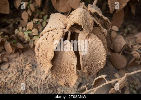 Feuilles d'arbres couvertes de poussière le long d'une route à Jashore, Bangladesh. Banque D'Images