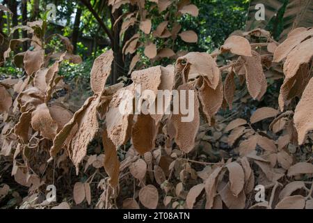 Feuilles d'arbres couvertes de poussière le long d'une route à Jashore, Bangladesh. Banque D'Images