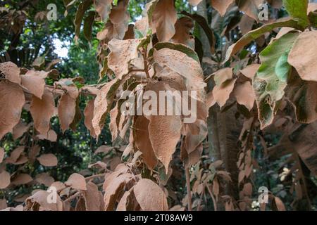 Feuilles d'arbres couvertes de poussière le long d'une route à Jashore, Bangladesh. Banque D'Images