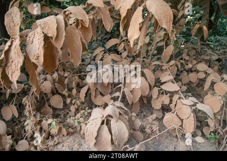 Feuilles d'arbres couvertes de poussière le long d'une route à Jashore, Bangladesh. Banque D'Images