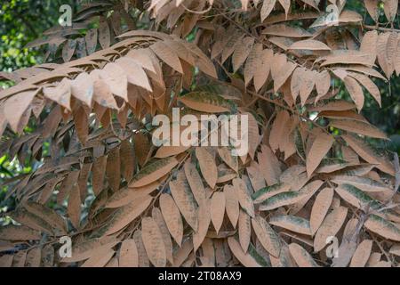 Feuilles d'arbres couvertes de poussière le long d'une route à Jashore, Bangladesh. Banque D'Images