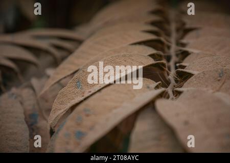 Feuilles d'arbres couvertes de poussière le long d'une route à Jashore, Bangladesh. Banque D'Images