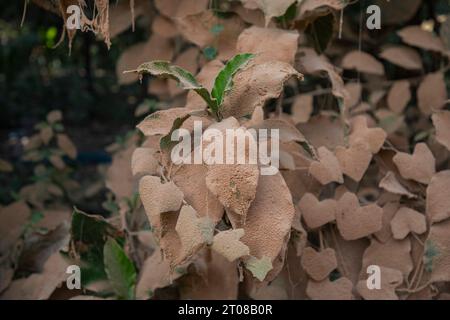Feuilles d'arbres couvertes de poussière le long d'une route à Jashore, Bangladesh. Banque D'Images