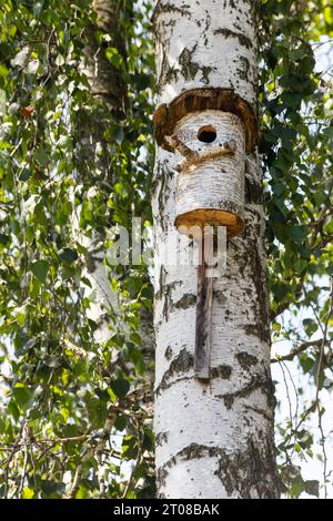 la maison d'oiseaux est faite d'un tronc d'arbre sur le bouleau de rivage Banque D'Images