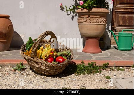 Composition de nature morte avec récolte de légumes frais biologiques respectueux de l'environnement dans un panier en osier, près de pots d'argile avec des plantes en croissance contre Banque D'Images