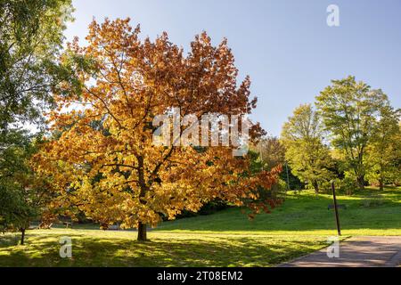 Arbre aux couleurs d'automne dans le jardin botanique Banque D'Images