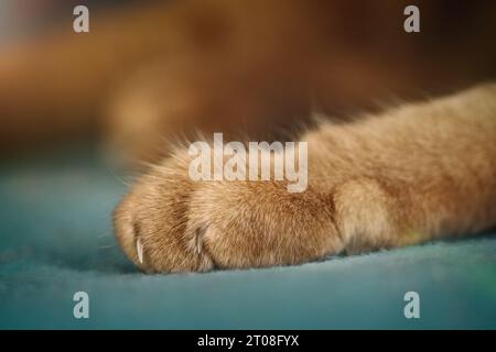 Patte d'un chat rouge avec griffes. Gros plan avec mise au point sélective. Banque D'Images