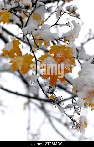 Neige en octobre, l'hiver arrive trop tôt, les feuilles d'automne colorées des arbres contrastent avec la neige, les caprices météorologiques, Stuttgart Banque D'Images