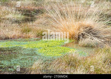 Sifflante-herbe ou landes (Molinia) et fleur-laineuse-herbe ou Scheidiges Wollgras (Eriophorum vaginatum) sur Bult ou Buelte (Bulte Or Banque D'Images