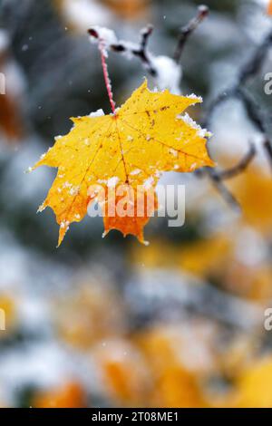 Neige en octobre, l'hiver arrive trop tôt, les feuilles d'automne colorées des arbres contrastent avec la neige, les caprices météorologiques, Stuttgart Banque D'Images