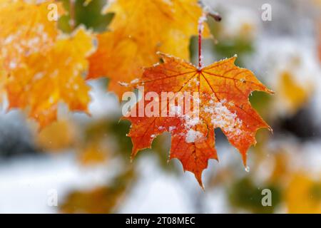 Neige en octobre, l'hiver arrive trop tôt, les feuilles d'automne colorées des arbres contrastent avec la neige, les caprices météorologiques, Stuttgart Banque D'Images