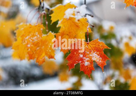 Neige en octobre, l'hiver arrive trop tôt, les feuilles d'automne colorées des arbres contrastent avec la neige, les caprices météorologiques, Stuttgart Banque D'Images