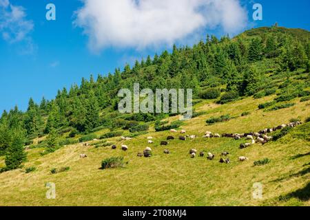 troupeau de moutons sur la pente raide d'une montagne. forêt au-dessus de la colline. campagne des carpates par une journée ensoleillée en été Banque D'Images