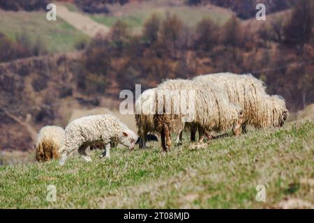 petit agneau parmi les moutons laineux sur la colline au début du printemps. animaux paissant dans les montagnes des carpates. temps ensoleillé en mars Banque D'Images