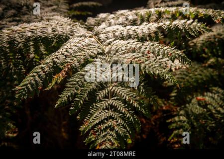 Gros plan de fougères dans un bois Banque D'Images
