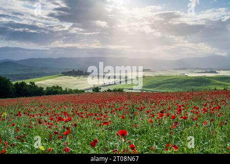 Champ de coquelicots en face du domaine de Poggio Covili avec cyprès (Cupressus) avenue, près de San Quirico d'Orcia, Val d'Orcia, province de Sienne, Toscane, Italie Banque D'Images