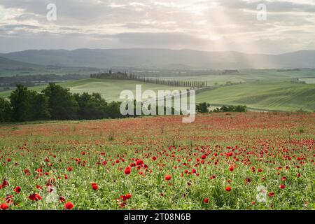 Champ de coquelicots en face du domaine de Poggio Covili avec cyprès (Cupressus) avenue, près de San Quirico d'Orcia, Val d'Orcia, province de Sienne, Toscane, Italie Banque D'Images