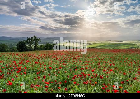 Champ de coquelicots en face du domaine de Poggio Covili avec cyprès (Cupressus) avenue, près de San Quirico d'Orcia, Val d'Orcia, province de Sienne, Toscane, Italie Banque D'Images