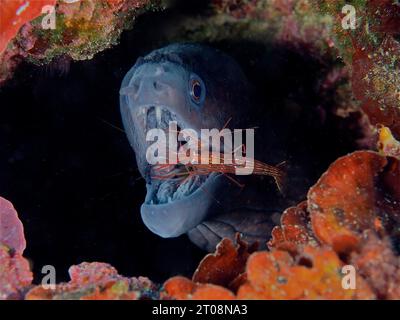 Un moray méditerranéen (Muraena helena) est soigné par une crevette Monaco plus propre (Lysmata seticaudata) . Site de plongée Cap de Creus, Cadaques, Costa Banque D'Images