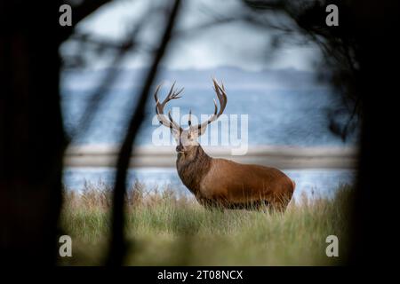 Cerf rouge (Cervus elaphus), cerf en ornière, faune, Parc national Vorpommersche Boddenlandschaft, Zingst, Mecklembourg-Poméranie occidentale, Allemagne Banque D'Images